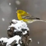 A bird at Point Pelee National Park in the Winter.