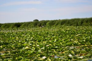 Lush green lilypads in the marshland at Point Pelee National Park