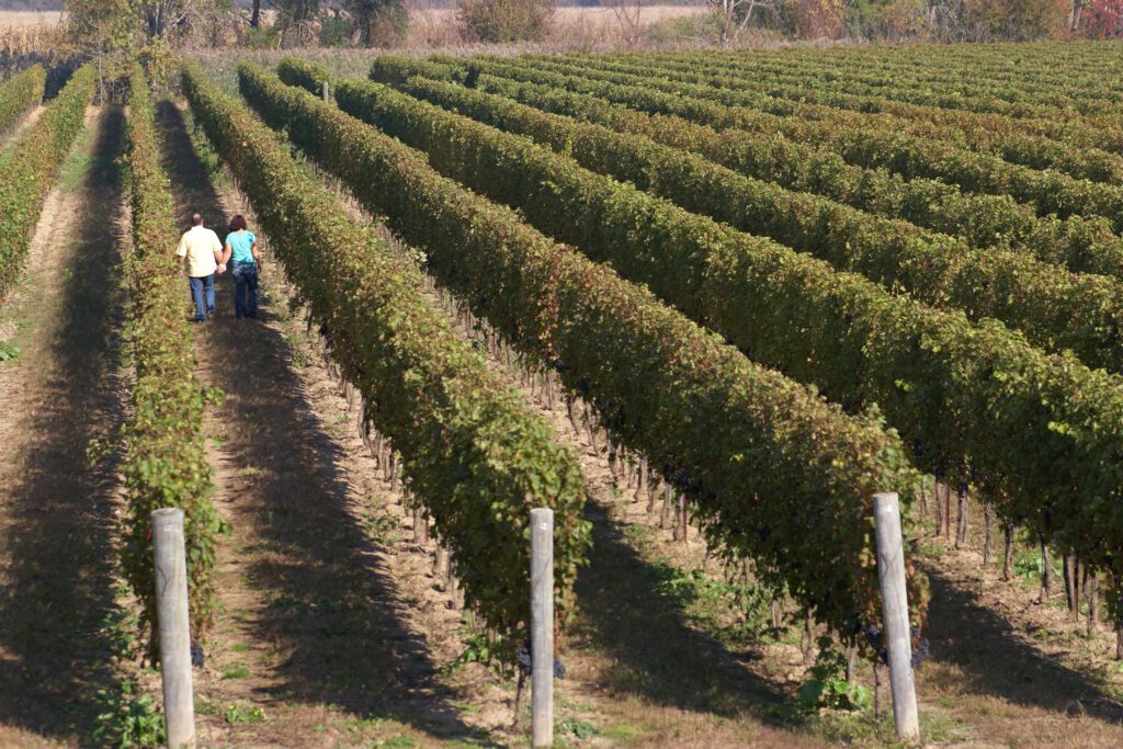 A couple walking down the rows of vineyard at North 42 winery in Essex County.