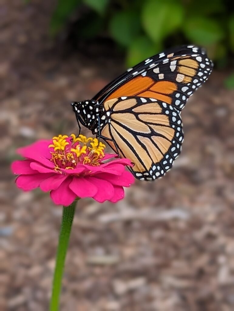 Monarch Butterfly drinking nectar from a zinnia flower.