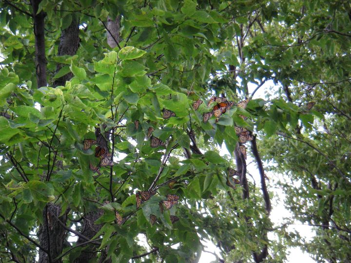 monarch butterfly roost at Point Pelee National Park